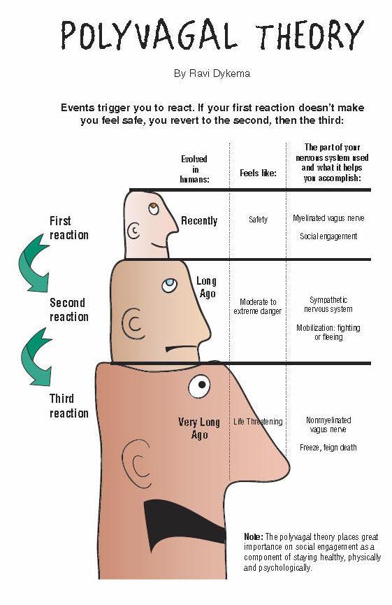 teoria polivagale 1